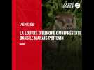 La loutre d'Europe omniprésente dans le Marais poitevin