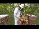 Des apiculteurs constatent une perte de production de miel à cause du gel du mois d'avril