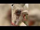 Tarn-et-Garonne : un cheval éborgné par un taureau et laissé sans soins recueilli à la ferme des 3 Dindes
