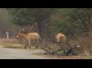 Le cheval de Przewalski, symbole de la nouvelle vie à Tchernobyl