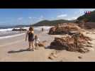 Les plages s'animent à quelques jours de l'ouverture des paillotes en Corse