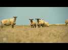 Ma Région, Mon Action : Yannick et Alexandre, gardiens de l'élevage de pré-salé