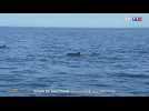 Balade au large du golfe de Gascogne, à la rencontre des dauphins globicéphales