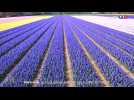 Pays-Bas : au coeur de la plus grande fabrique de fleurs du monde