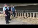 Sécurisation des élevages d'ovins en Loire-Atlantique par la gendarmerie.