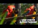 Ce perroquet sauvage rend visite tous les jours à son Roméo du zoo de Rio