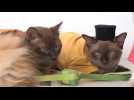 Malaisie: des tenues traditionnelles pour chats pour la fête de l'Aïd