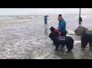 L'association Les chiens sauveteurs aquatiques 62 s'entraînent à Sainte-Cécile