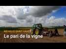 Des agriculteurs de Neuville-Saint-Vaast se lancent dans la vigne