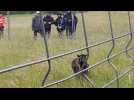 Tarn-et-Garonne : une battue organisée à Bruniquel pour retrouver des moutons en fuite depuis plusieurs mois