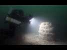 Scientifiques et plongeurs s'intéressent à des récifs artificiels en baie de Saint-Malo