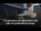 Calais : repérage des nids de goélands avant leur stérilisation