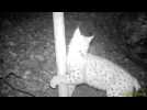 Le lynx wallon filmé dans la Semois