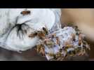 L'abeille, reine du jour : une journée mondiale est consacrée à cet insecte menacé et essentiel