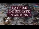 Crise du scolyte en Argonne