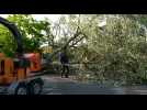 Calais : un arbre tombe rue du Virval