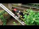 Aubigny-en-Artois : les pompiers sauvent un chien de la noyade