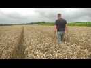 Pluies : La moisson de blé prend du retard dans la Somme
