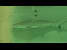 Naissance rare d'un bébé requin à pointes noires à l'Aquarium de Paris