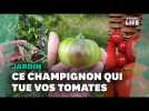 Avec le mildiou, les jardiniers amateurs en ont gros sur la tomate