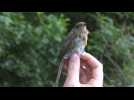 Baguage des oiseaux : Coup de filet au parc du Marquenterre