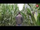 Tarn : plongée dans le labyrinthe de maïs de 10 000 m² à Padiès