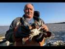 Pyrénées-Orientales : l'invasion du crabe bleu dans les étangs inquiète les pêcheurs d'anguilles