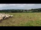 Des moutons au château de Passavant