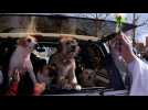 Bolivie : la ville d'El Alto célèbre une messe l'honneur de saint Roch, le saint patron des chiens