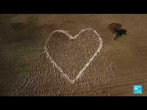 Australian farmer mourns beloved aunt by arranging sheep in shape of a heart