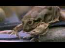 Royaume-Uni: des grenouilles en voie d'extinction au zoo de Chester