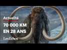 Dans les pas d'un mammouth laineux, il y a 17.000 ans