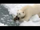 Arctique russe: des images saisissantes d'ours polaires