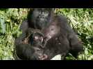 RDC: nouvelle naissance d'un gorille de montagne au parc des Virunga