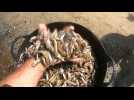 Espagne: asphyxiée par les nitrates, la mer Mineure recrache des milliers de poissons morts