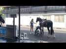 JO 2020 : les chevaux olympiques Belges prennent une douche