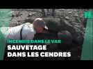 Incendie dans le Var: opération de sauvetage de tortues dans une réserve naturelle