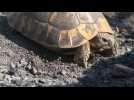 Incendie dans le Var: des tortues sauvées dans une réserve naturelle