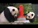 Le bébé panda de Washington fête son premier anniversaire