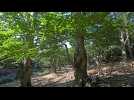 France : la forêt de Massane, en libre évolution, classée à l'Unesco