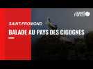 Balade au pays des cigognes, à Saint-Fromond