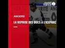 Hockey sur glace : la reprise des Ducs d'Angers