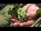 Le vignoble alsacien décimé par le mildiou