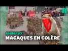 Des gangs de macaques s'affrontent en plein rue en Thaïlande