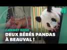 Au Zoo de Beauval, les jumeaux du panda Huan Huan sont nés
