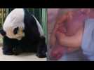 Des jumeaux pandas sont nés au Zoo de Beauval