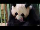 France : naissance de jumelles pandas au zoo de Beauval