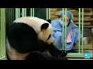 En France, deux pandas géants sont nés au zoo de Beauval