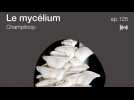 Podcast : Mycélium - Demain des objets en champignon ? - Où est le beau ?
