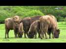 Espagne : des bisons au pays des taureaux